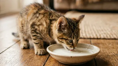 A cute, realistic tabby kitten actively drinking from a shallow bowl of kitten milk replacer on a clean wooden floor.