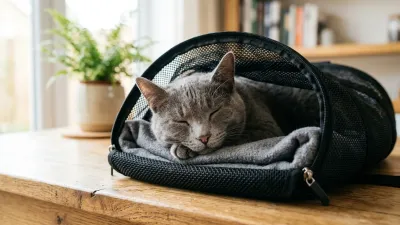 Calm grey domestic shorthair cat resting peacefully inside an open carrier