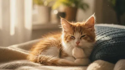 A cute kitten: How to Choose a Safe Breakaway Collar for Kittens