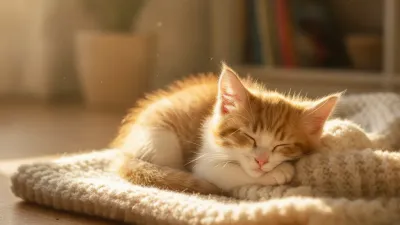 A cute kitten: Best Kitten Bowl to Stop Whisker Fatigue