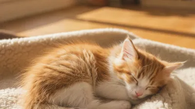 A cute kitten: How to Stop a Kitten From Climbing Curtains
