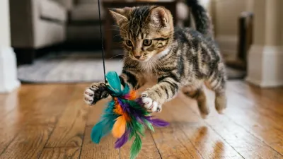 A photorealistic editorial shot of a playful tabby kitten pouncing on a colorful feather wand toy on a hardwood floor.