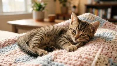 Close-up of a young tabby kitten resting comfortably on a soft knitted blanket in warm natural sunlight