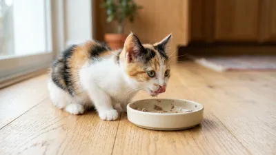 Young calico kitten eating wholesome food from a shallow ceramic dish flat on a clean kitchen floor