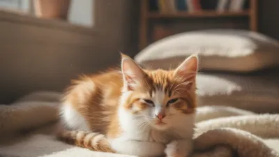 A cute kitten: What Size Litter Box Does a Kitten Need? Complete Guide
